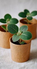Seedlings in brown paper pots, simple and organic