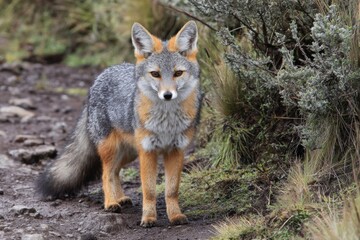 Fototapeta premium Ecuadorian Andean Fox in Natural Habitat