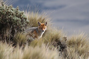Fototapeta premium Fox in Natural Habitat