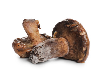Moldy mushrooms on white background