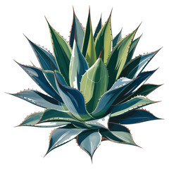 Fototapeta premium Vibrant agave plant illustration showcasing striking blue green foliage and sharp edges against a clean white background