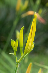 Close-up of Daylily (Hemerocallis) flower buds in lemon-yellow and green tones, in different stages of development, against a blurred green background.