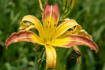 Yellow Daylily (Hemerocallis) with a brown ring (eye) in close-up, in full bloom, with buds and a blurred green background.