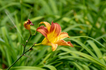Yellow Daylily (Hemerocallis) with brown edges in close-up, with a withered bud, in sharp focus against a blurred green foliage background.