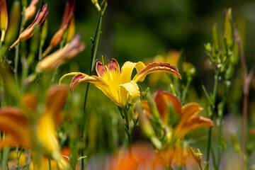 Yellow Daylily (Hemerocallis) with a wine ring in close-up, amidst other flowers and buds, under strong sun in a garden.