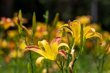 Two Yellow Daylilies (Hemerocallis) with a wine ring in close-up, amidst other flowers and buds, under strong sun in a garden.