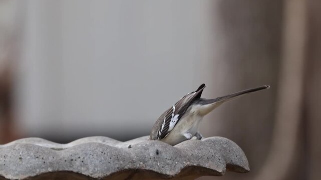 Black and white mockingbird sipping water from birdbath. 