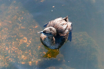 Aerial view of a solitary pied-billed grebe swimming in tranquil lake, with detailed brown plumage, reflection in crystal clear water and submerged aquatic vegetation visible in the background under.
