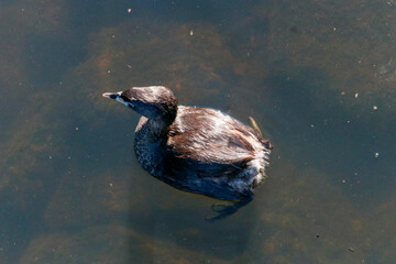 Aerial view of a solitary pied-billed grebe swimming in tranquil lake, with detailed brown plumage, reflection in crystal clear water and submerged aquatic vegetation visible in the background under.
