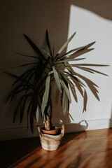 Ambiance bohème minimaliste dans un intérieur lumineux 