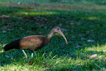 Lateral close-up of a Coro-coro Ibis (Mesembrinibis cayennensis) with dark plumage and long curved beak, searching for food in green grass under soft lighting, with blurred forest background