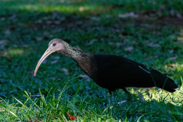 Lateral close-up of a Coro-coro Ibis (Mesembrinibis cayennensis) with dark plumage and long curved beak, searching for food in green grass under soft lighting, with blurred forest background