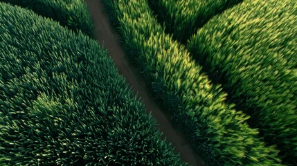Close up of vibrant green wheat fields under drone surveillance in soft morning light