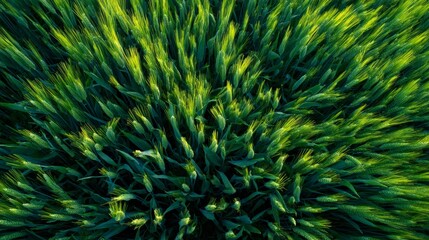 Close up of green wheat monitored by drones in soft morning light for precision agriculture