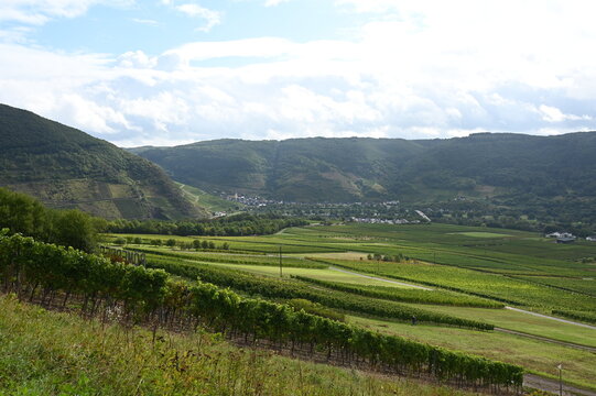 Weinberge bei Nehren; Blick nach Senheim