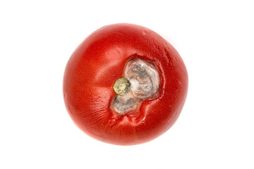 Rotten Tomato: Spoiled Produce, Decay, Edible Waste, and Kitchen Hygiene