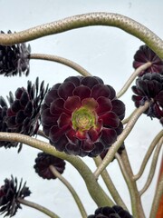 Suculenta divina morada 