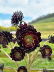 Ramas de SUCULENTA divina en la naturaleza