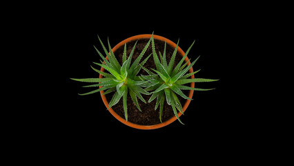 Succulents. Top view of two Zebra Plants in a pot. Isolated on black background.