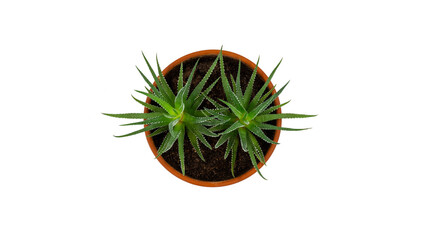 Succulents. Top view of two zebra plants in a pot. Isolated on white background.