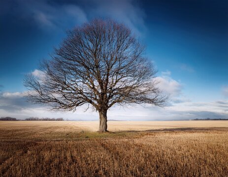 a solitary bare tree stands tall in a vast field symbolizing strength and resilience in the face of adversity isolated sky
