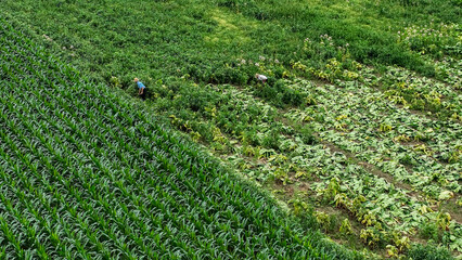 Two farmers are tending to the crops in a vibrant, green field. The land shows diverse plants, with sections of healthy vegetables and some leaves scattered across the ground.