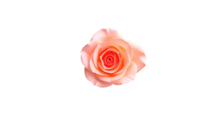 A delicate light peach rose in full bloom, isolated against a black background for striking contrast