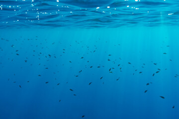 Stunning deep blue ocean background with a large school of small fish swimming near the illuminated...