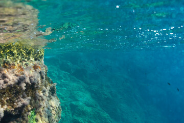 Underwater view of the clear turquoise Mediterranean Sea, capturing a rocky coastline covered in marine life and a school of small fish near the surface off the French coast.