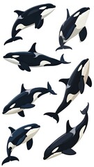 Obraz premium Orca Pod - A Collection of Killer Whale Illustrations.