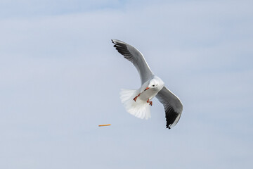 Seagulls in Baku on the Caspian Sea coast. Azerbaijan.