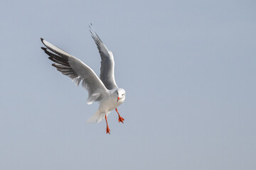 Seagulls in Baku on the Caspian Sea coast. Azerbaijan.