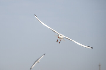 Seagulls in Baku on the Caspian Sea coast. Azerbaijan.