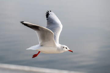Seagulls in Baku on the Caspian Sea coast. Azerbaijan.