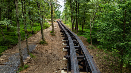 New railway tracks are being laid through a dense green forest. Surrounding trees and foliage create a natural setting, illuminated by daylight. The ground is freshly disturbed for construction.
