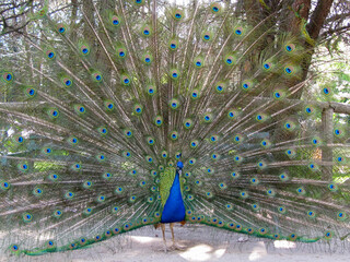 Peacock presenting an impressive colorful display © Jose