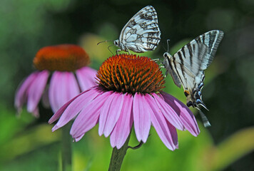 Two swallowtail butterflies
