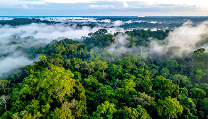 Fototapeta premium Dschungel von oben 
