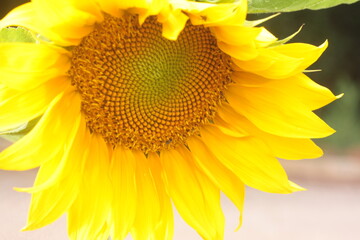 sunflower spring