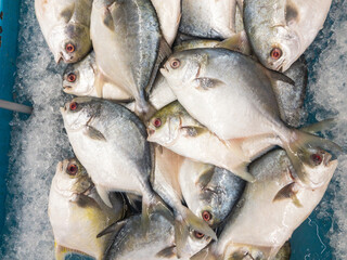 Golden pomfret fish on display in seafood market