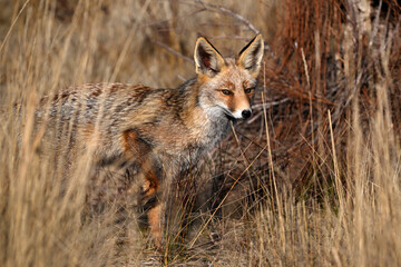 A beautiful fox in the countryside, free