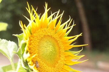 sunflower spring