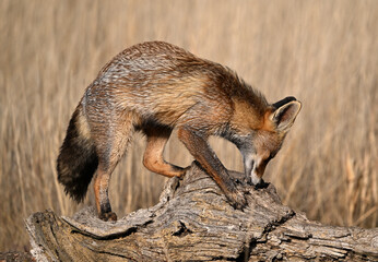 A beautiful fox in the countryside, free