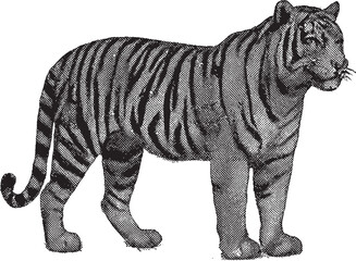 Halftone Tiger Illustration in Black and White