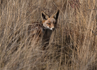 A beautiful fox in the countryside, free