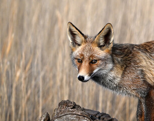 A beautiful fox in the countryside, free