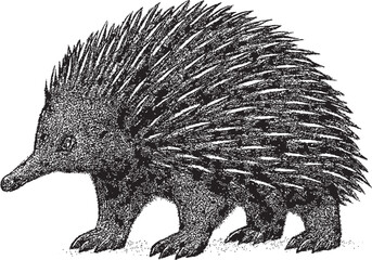 Halftone Echidna Illustration in Black and White