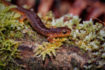 Closeup on the rare and endangered Columbia torrent salamander, Rhyacotriton kezeri in green moss in North Oregon