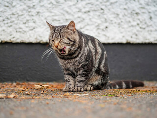 Street cat with open mouth and calm lazy look sitting by grey and white wall. Happy times, safe and secure area for a wild pet.
