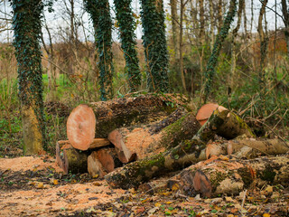 A large stack of wood logs is sitting in a lush green forest. The logs are of various sizes and are piled up in a way that they create a sense of depth and dimension